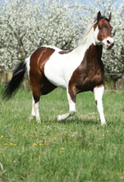 American painted horse walking through grassy meadow